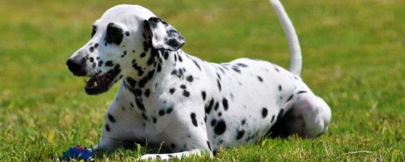 大麦町犬是中型犬吗
