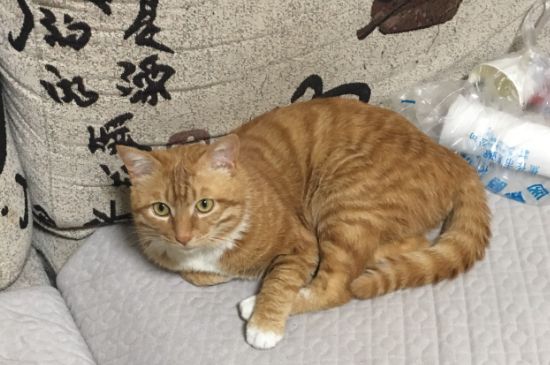 猫咪一天吃多少猫粮