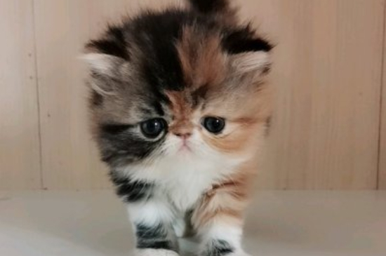 奶奶猫是什么品种