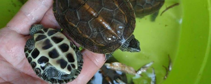 乌龟吃鱼吗