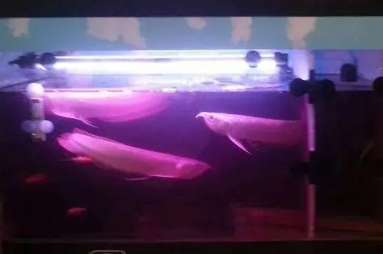 鱼缸下高锰酸钾可以不换水吗