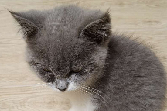 猫尿不出来尿怎么解决