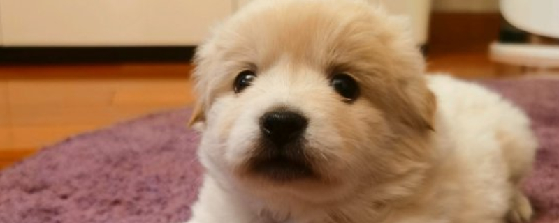狗狗埋食物是怎么回事