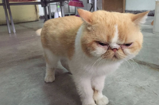 加菲猫怎么看品相