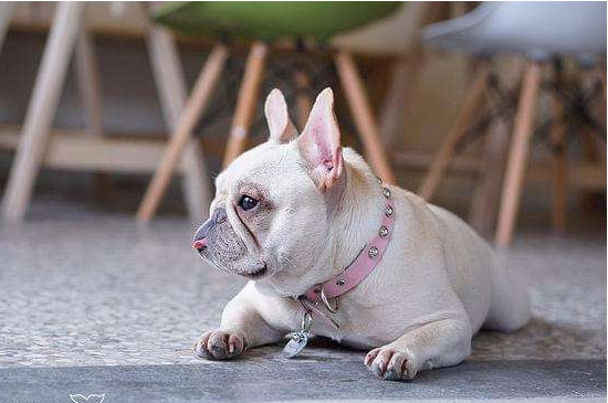 法斗犬的优缺点