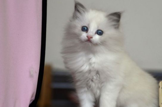 猫藓初期是什么样子的