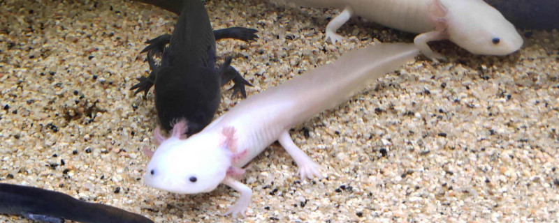 六角恐龙深水养会死吗