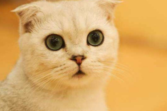 猫咪为什么会吐