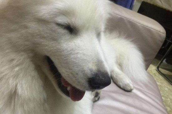 怎样能摸出来狗狗发烧