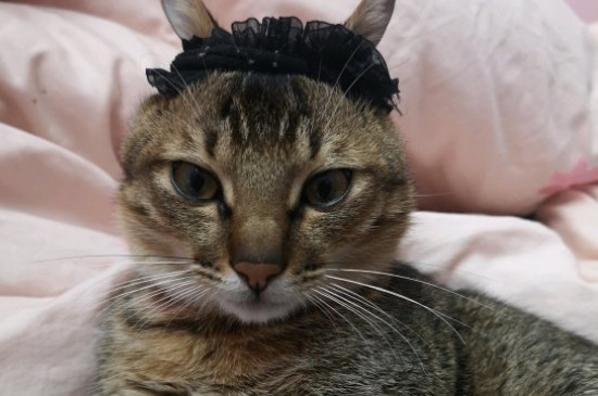 家里为什么不能养双猫