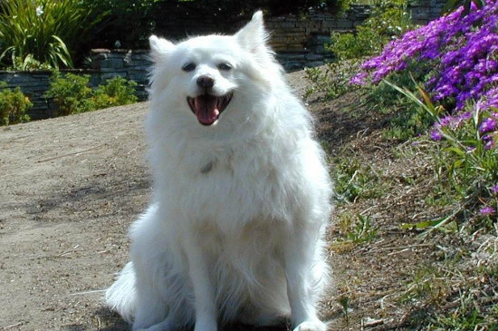 爱斯基摩犬价格多少钱一只，一般需要2000-8000元