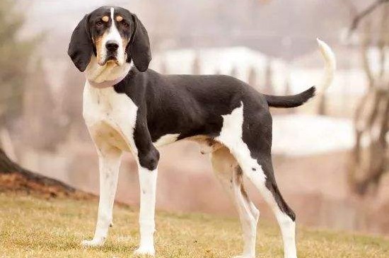 十大嗅觉灵敏的狗，这10种犬类不仅嗅觉灵敏还聪明忠诚