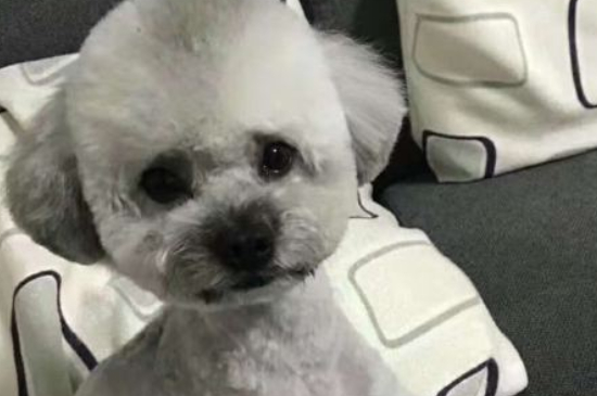 狗狗死胎母狗的表现