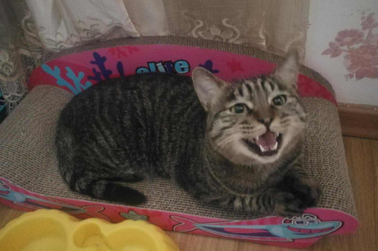 猫脸上有黑色结痂是啥