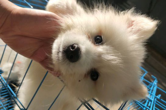 狗粮怎么喂