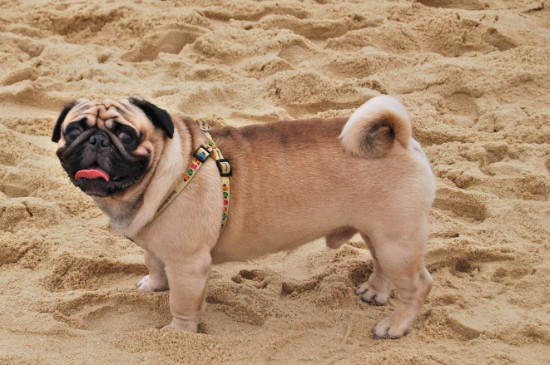 巴哥犬怎么训练