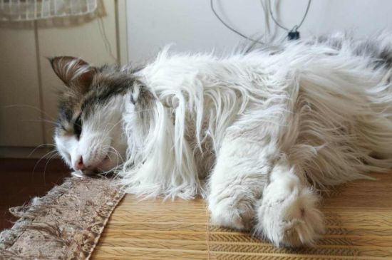 长毛猫毛打结怎么处理