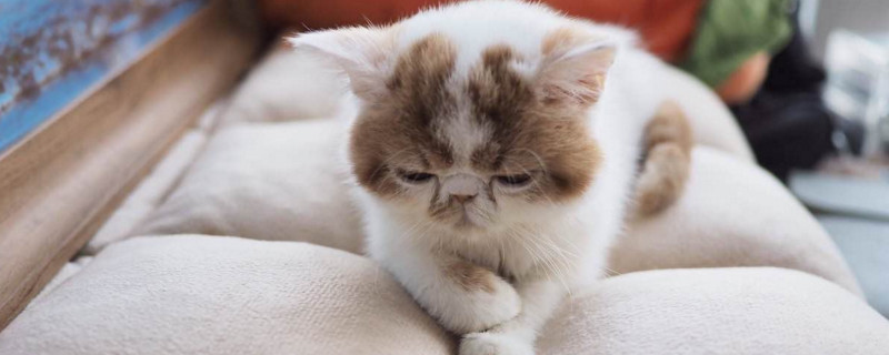 猫突然粘人预示什么