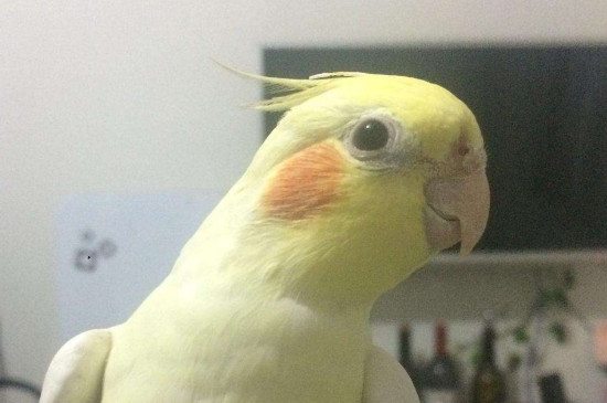 玄凤雏鸟多久可以断奶