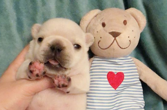 法斗幼犬喂养指南，介绍法牛正确饲养方法与技巧