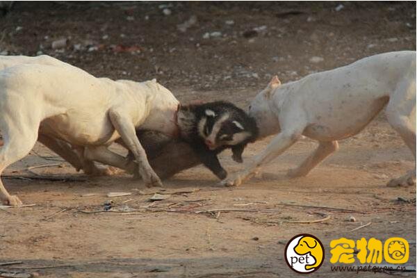 世界十大恶犬排名，加纳利犬连主人都敢咬(不适合作为家养犬)