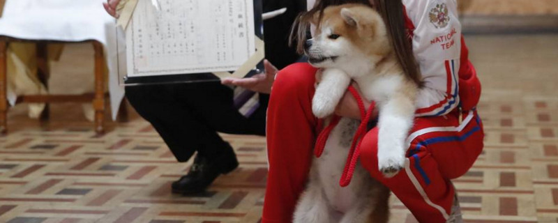 秋田犬可以换主人吗