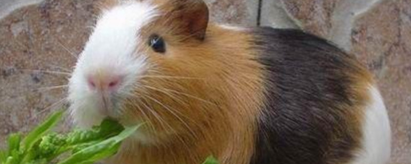 荷兰猪不喝水会死吗