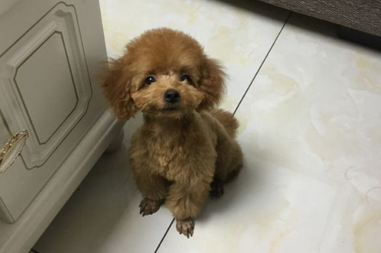 泰迪狗耳朵痒痒怎么回事