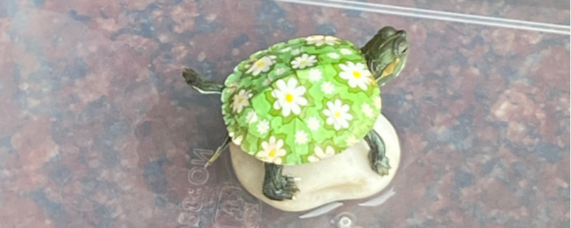 巴西龟肺炎怎么治