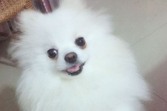 养博美的好处和坏处