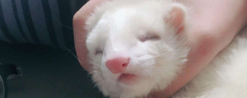 宠物貂的年龄计算
