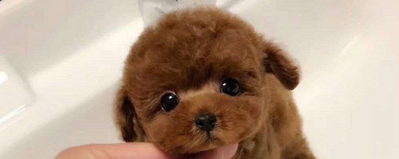 茶杯贵宾犬多少钱一只，迷你狗贵宾大概的价格
