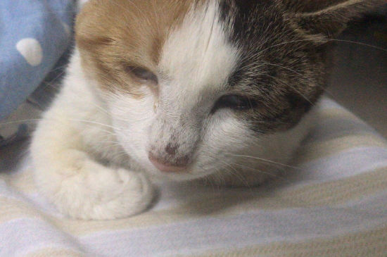 猫养两只还是一只科学