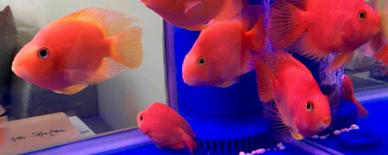 鹦鹉鱼泛白了怎么办