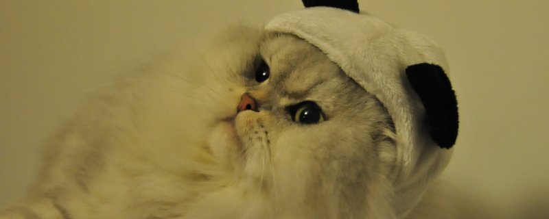 猫食欲不振精神萎靡