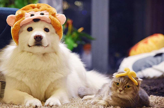 狗和猫能一起养吗