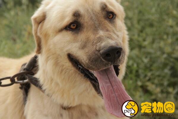 土耳其的国宝坎高犬，和大熊猫地位相当的外交法宝
