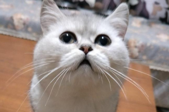 银渐层是英短吗