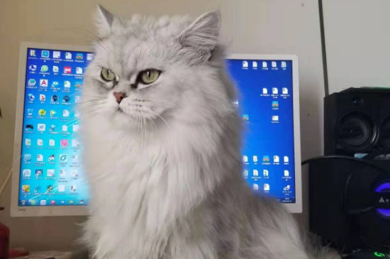 猫不喝水怎么办