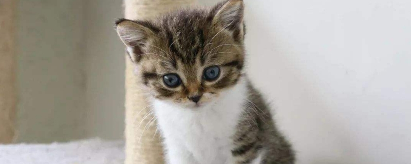 猫咪腹水是什么症状