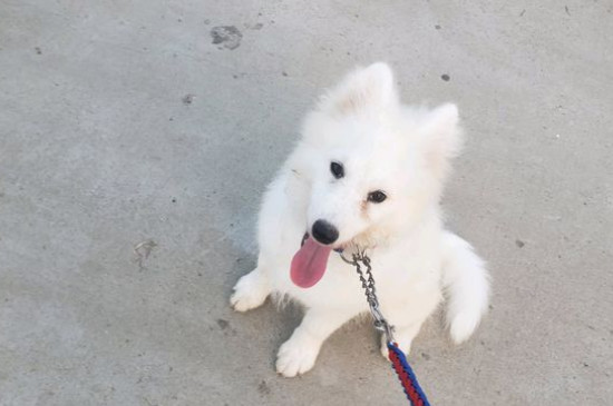 为什么萨摩耶是禁养犬