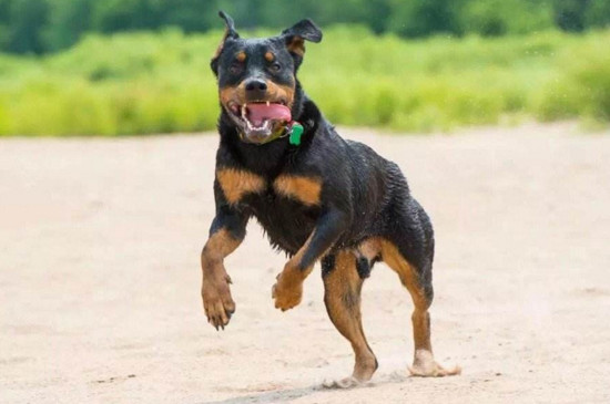 罗威纳犬为什么不看门
