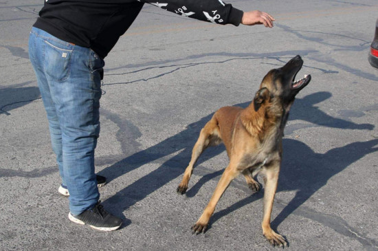 德牧和马犬哪个好