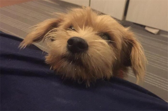 犬瘟细小是什么