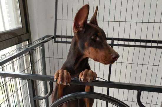 杜宾犬的优点与缺点