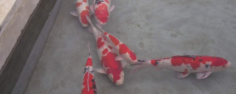 锦鲤水花怎么养