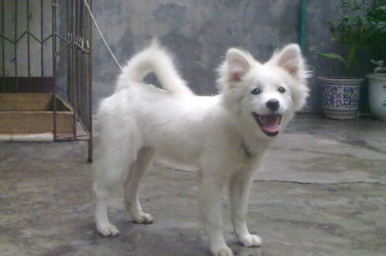 德国狐狸犬有什么缺点