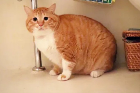 猫睡觉知道谁摸他吗