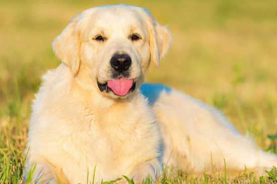 治愈犬有哪些品种