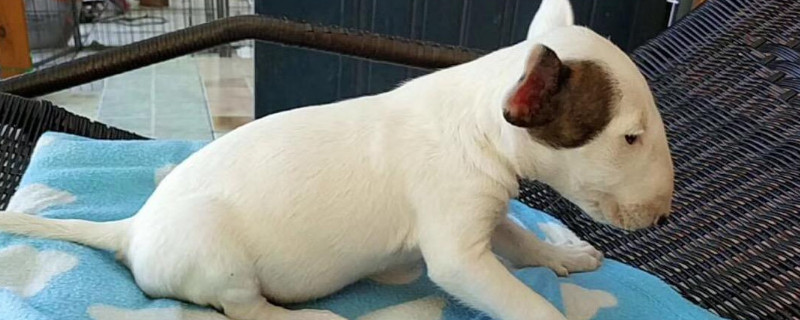 梗类犬有哪些品种
